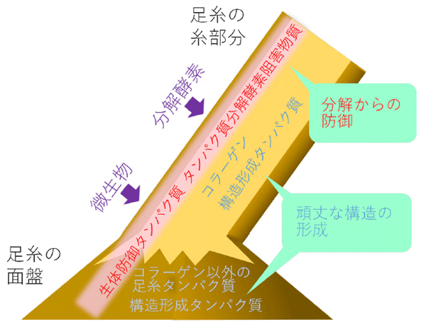 図3. イガイ類が足糸の耐久性を高めるしくみ