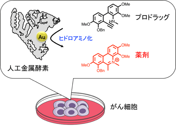 アルブミンと金触媒からなる人工金属酵素を用いたがん細胞での薬剤合成