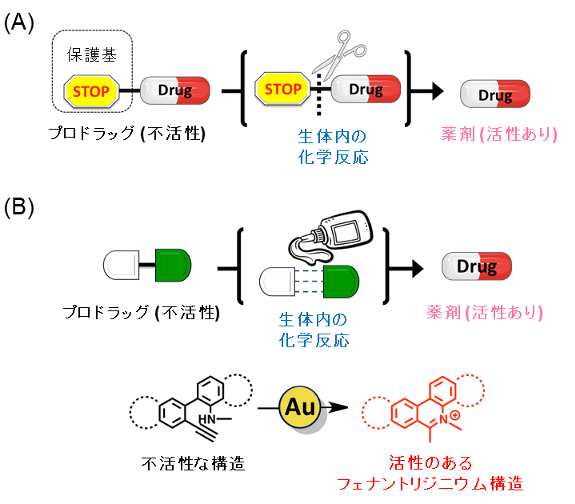 図1. 従来のプロドラッグ戦略と新たなプロドラッグ戦略