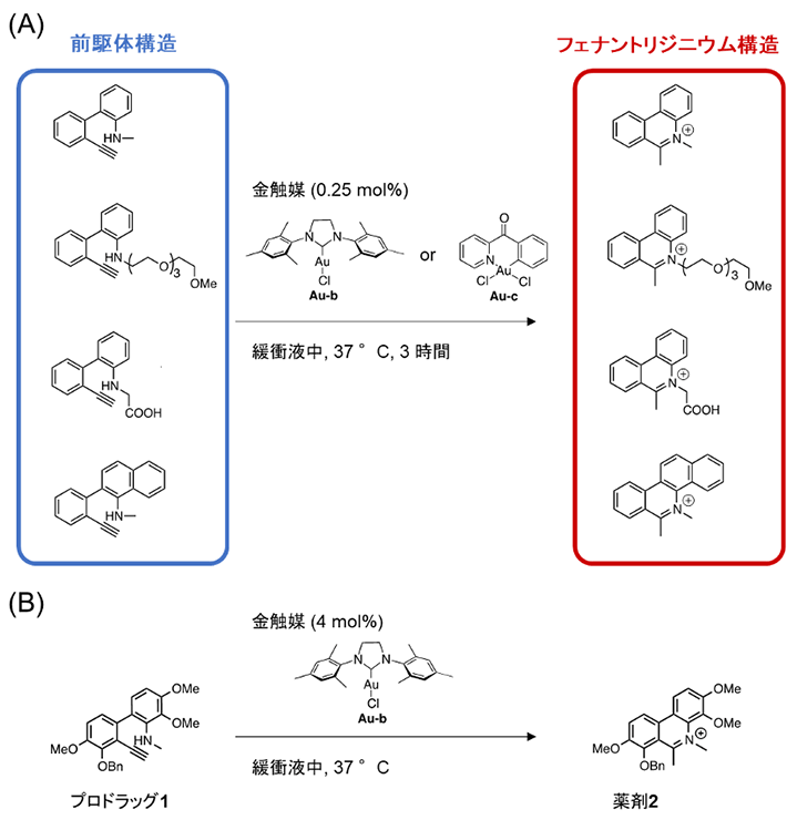 図2. 金触媒によるフェナントリジニウム構造の構築