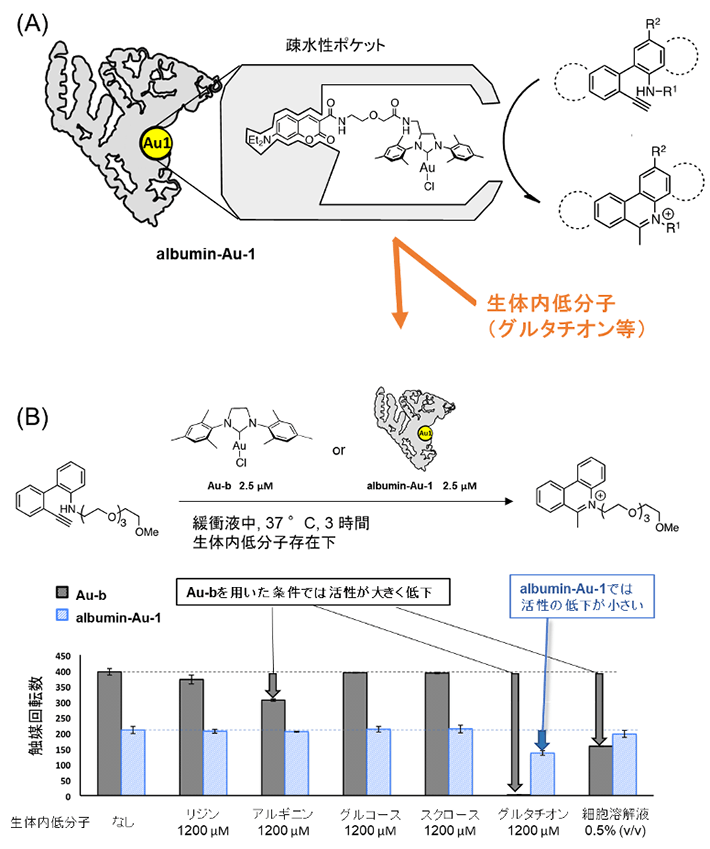 図4. 金触媒を用いたアルブミン人工金属酵素の開発
