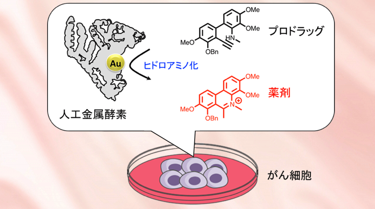 がん細胞上で薬剤を化学合成 生体内で薬剤の骨格を作る新しいプロ