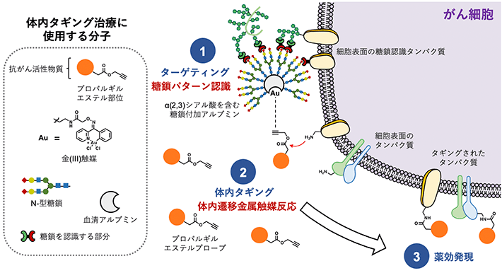 体内での遷移金属触媒反応によるがんのタギング治療