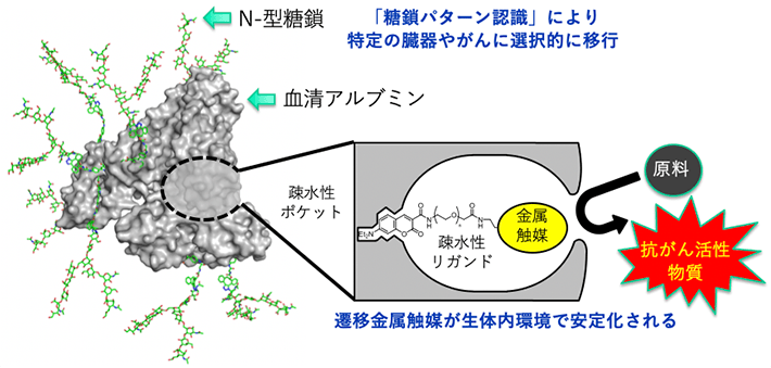 図1. マウス体内の特定の部位で機能する人工金属酵素