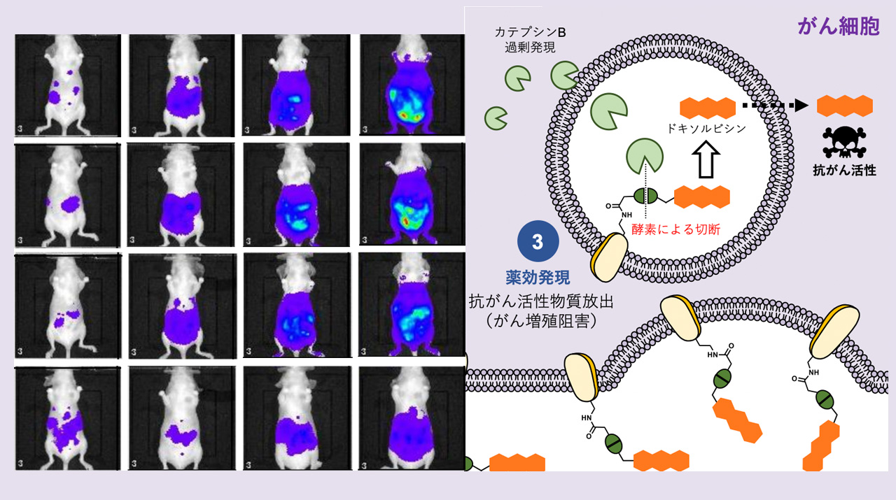 世界初のマウス体内におけるタギング治療