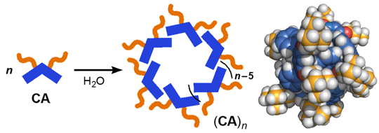図2. 水中での分子カプセル(CA)nの形成と立体構造モデル