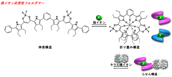 図1. 陰イオン応答性フォルダマーおよびそのらせん構造形成