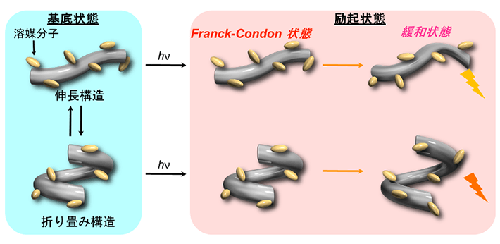 図2. フォルダマーの静水圧下における平衡（左）および励起状態ダイナミクス（右）
