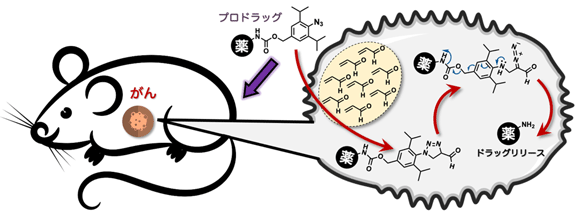 図1. アジド−アクロレイン環化付加反応により、マウスのがん組織で抗がん活性分子を放出する