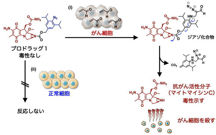 図2. アジド基とアクロレインの環化付加反応によるプロドラッグ1のデザイン