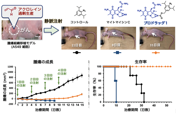 図4. 肺がん移植マウスの腫瘍内注射によるがん治療実験