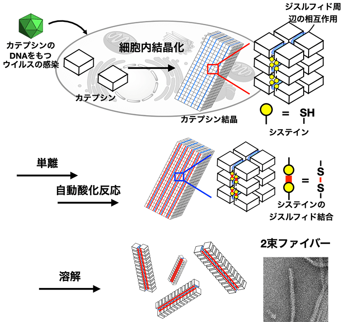図1. 細胞内タンパク質結晶化を用いた細胞3Dプリンターの概念図