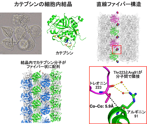 図2. カテプシン結晶内のファイバー構造とシステイン置換残基