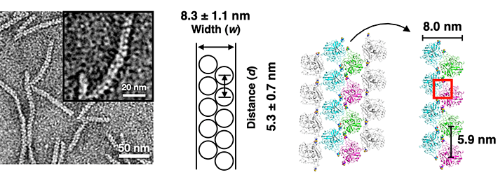 図3. 2束ファイバーの透過型電子顕微鏡図と結晶構造の比較