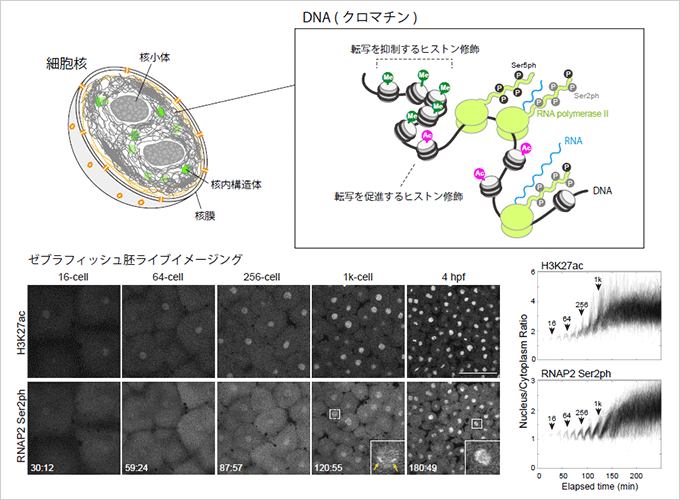 クロマチンによる転写制御と生細胞イメージング