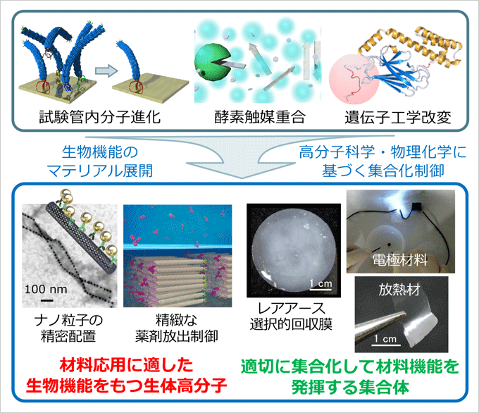 生物機能を利用した機能性ソフトマテリアル創成の概略図