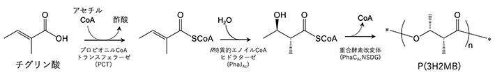 図2. 大腸菌内に構築したP(3H2MB)の生合成経路