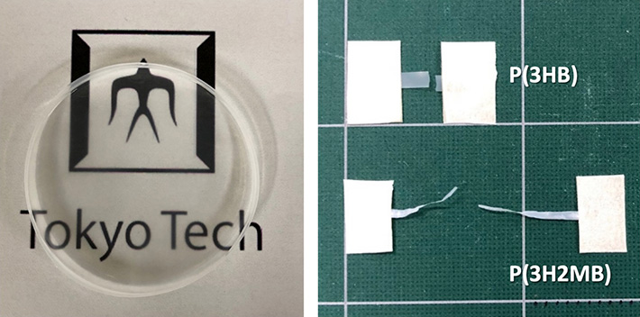 図4. P(3H2MB)の溶媒キャストフィルム（左）と引張試験の様子（右）