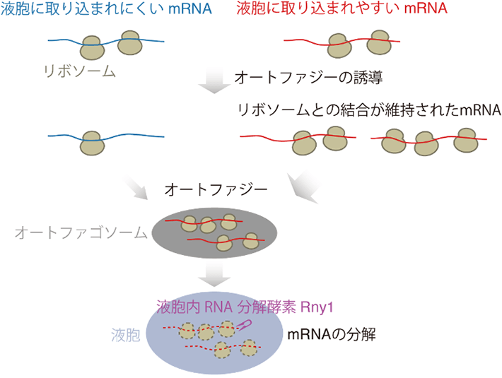 図. オートファジーによるmRNA分解の仕組み