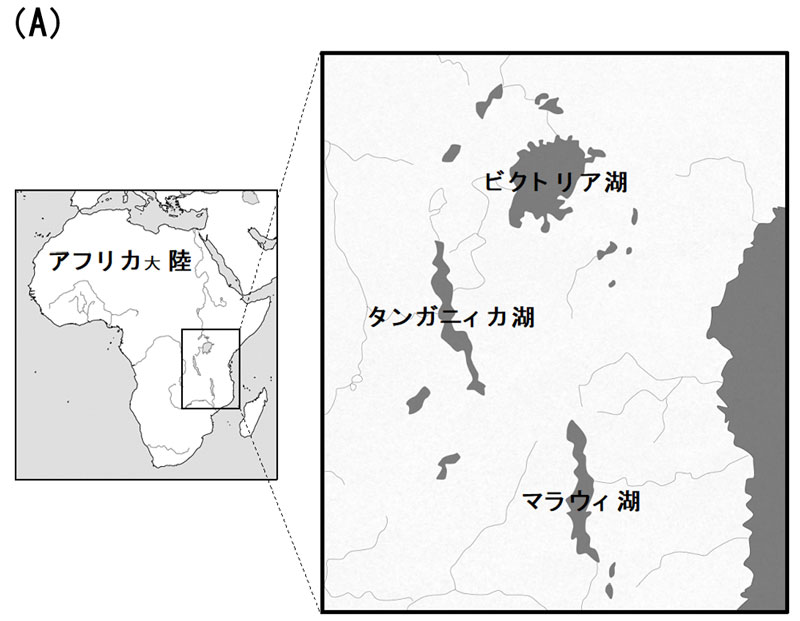 図1.（A）東アフリカ三大湖。タンガニィカ湖とマラウィ湖は大地溝帯の裂け目に存在し、ビクトリア湖はその間に挟まれて存在。