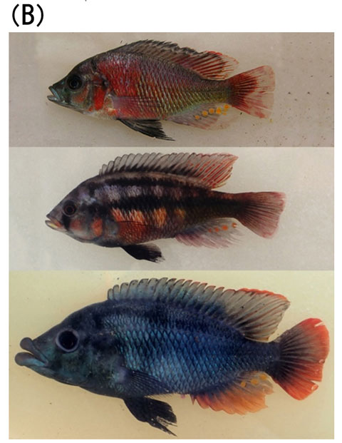 図1. （B）本研究でゲノム解読を実施したビクトリア湖産シクリッド。上からLithochromis rufus, Haplochromis sauvagei, H. chilotes。この3種は15,000年前に共通祖先から適応放散によって分化してきた極めて近縁な種にもかかわらず、体サイズ、体色や形態だけでなくその生息環境も多様である。