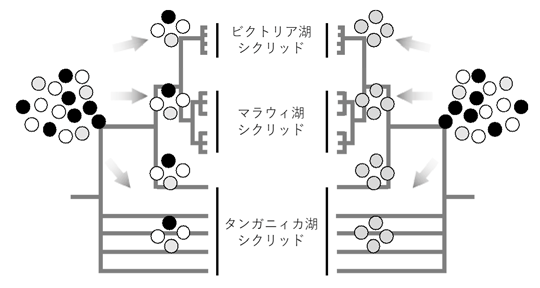 図3. 東アフリカ産シクリッドの系統樹と祖先多型の分配（モデル）