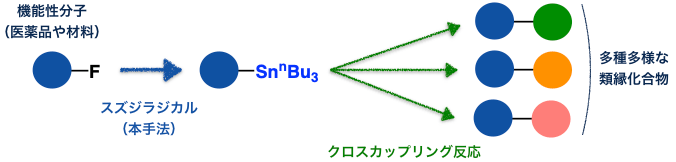 図4. 機能性分子の多様な類縁体化合物合成