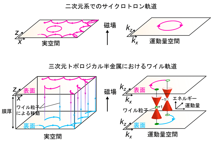 図1. 磁場中電子の、二次元系におけるサイクロトロン軌道の描像（左上：実空間、右上：運動量空間）と、三次元トポロジカル半金属におけるワイル軌道の描像（左下：実空間、右下：運動量空間）。