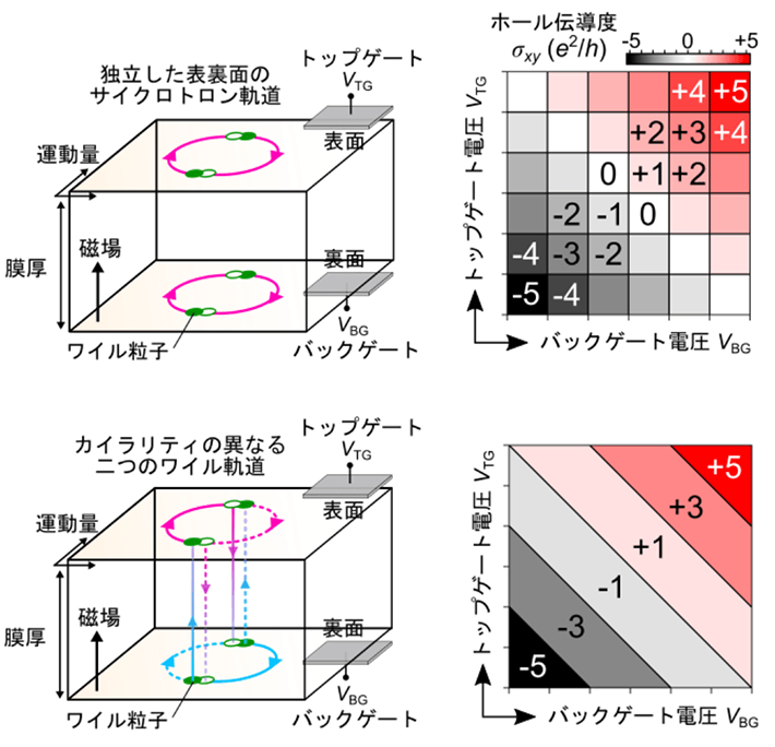 図2. トポロジカル半金属薄膜の表（おもて）面と裏面にそれぞれに独立した従来型のサイクロトロン軌道を持つ場合（上）と、試料全体にカイラリティの異なる二つのワイル軌道（赤、青）が形成されている場合（下）の、量子ホール効果のデュアルゲートに対する応答の違い。