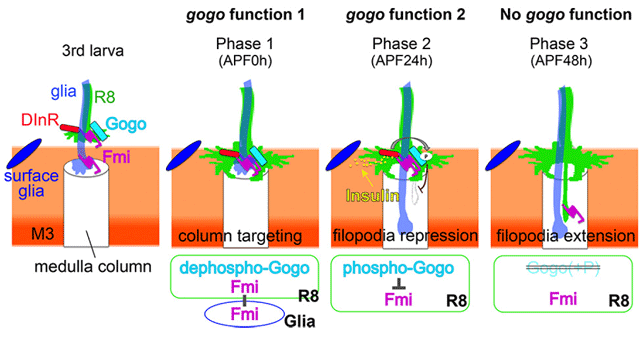 図1. Gogoの2つの機能はリン酸化状態によって制御されている。