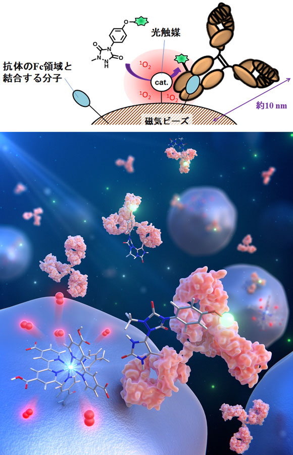 図2. 磁気ビーズ上のナノ空間での抗体の部位特異的な化学修飾のイメージ