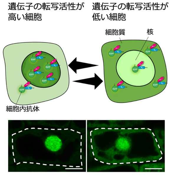 図1 RNAPIISer2Pを認識する細胞内抗体プローブによる転写活性化のモニタリング 緑色蛍光タンパク質と融合した細胞内抗体プローブは、細胞質で翻訳されて局在する。転写活性が高い細胞は細胞核内のRNAPIISer2Pが増えるため、多くの細胞内抗体プローブが細胞核内に捕捉され、細胞核内の蛍光輝度が上昇する。転写活性が低い細胞は、細胞内抗体プローブが細胞核内に捕捉される量が少なく、細胞質の蛍光輝度が上昇する。白い破線が植物細胞の細胞壁を示す（スケールバーは5 µm）。