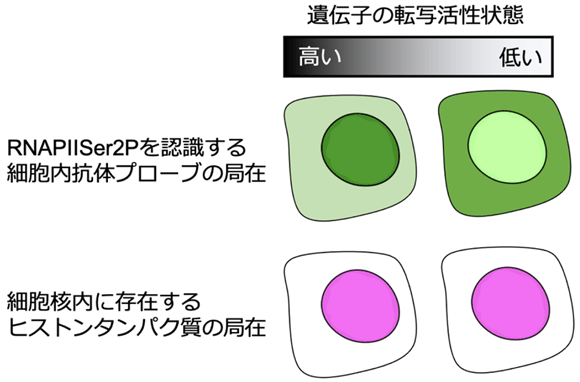 図2 遺伝子の転写活性をモニタリングするライブイメージングの原理 蛍光輝度の基準値として細胞核内に存在するヒストンタンパク質に赤色蛍光タンパク質を用い、細胞内抗体プローブの蛍光輝度と比較することで、RNAPIISer2P修飾状態の可視化法とした。