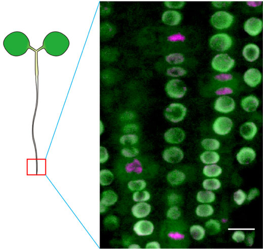 図3 RNAPIISer2Pを認識する細胞内抗体プローブを発現した植物の根のライブイメージング 蛍光顕微鏡写真中（右図）の緑色は細胞内抗体プローブ、すなわちRNAPIISer2Pを示す。細胞核ごとに蛍光輝度が異なり、転写活性に差があることがわかる。細胞核の内部の核小体は転写活性が低いため、蛍光輝度が低い。マジェンタ色は分裂中の細胞に見られる凝縮した染色体を示す。分裂中の細胞のRNAPIISer2Pの蛍光は細胞質に検出される。これは分裂中の細胞の転写活性が抑制されることを示している（スケールバーは10 µm）。