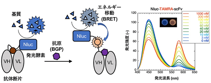図. 発光酵素Nlucと抗体の抗原結合部位（VH-VL）をつなぐリンカー部分に蛍光色素TAMRAを化学修飾した「BRET Q-body」の模式図（左）と、抗原であるオステオカルシンペプチド依存的な発光スペクトル変化（右）。暗所では肉眼でも発光色変化が確認出来た（右図上部）。