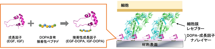 接着性ペプチド連結型成長因子の合成による材料表面の生理活性付与