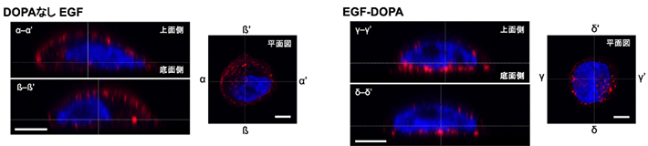 図4 EGF-DOPA固定化表面上での細胞刺激 α-α’、β-β’、γ-γ’、δ-δ’はそれぞれ、平面図に示された箇所の垂直断面図。赤色部はEGFによって刺激された細胞膜受容体（リン酸化EGF受容体）、青色部は核を示している。左側のDOPAのない通常のEGFでは細胞膜全体にEGF刺激箇所が分布しているが、右側のEGF-DOPA表面上ではEGF刺激箇所が底部に集中しており、EGF-DOPAが細胞の接着面から細胞を刺激していることが分かる。スケールバーは5マイクロメートル（µm、1 µmは1,000分の1 mm）。