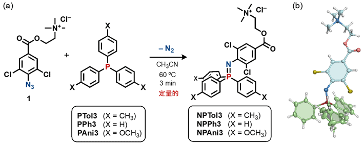 （a）シュタウディンガー反応を利用した両親媒性分子の合成と（b）NPPh3の結晶構造