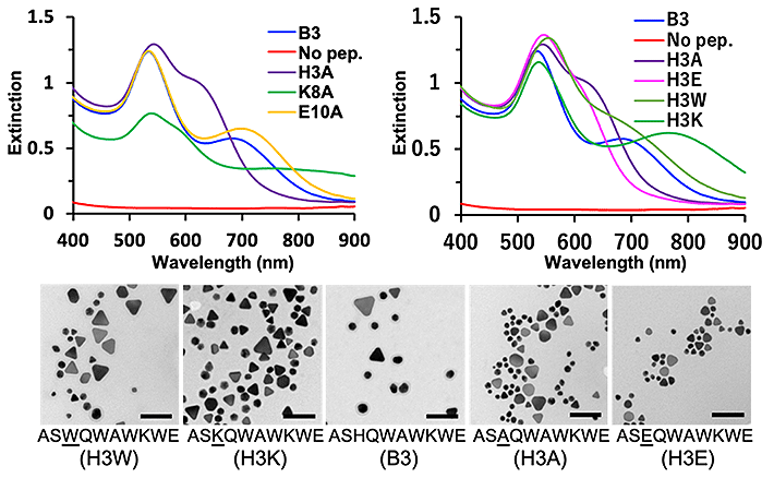 図2. B3改変ペプチドにより合成された金ナノ粒子の紫外可視分光（UV-Vis）スペクトルと透過型電子顕微鏡による画像（Scale bar:100 nm）