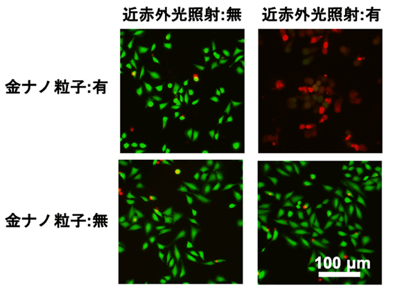 図4 B3により合成された三角金ナノプレートによるHela細胞株に対する光温熱療法の評価 左は近赤外光の照射無し、右は照射有り、上は三角金ナノプレートあり、下は三角金ナノプレートなし。緑：Calcein-AMで染色した生細胞、赤：Propidium iodideで染色した死細胞。