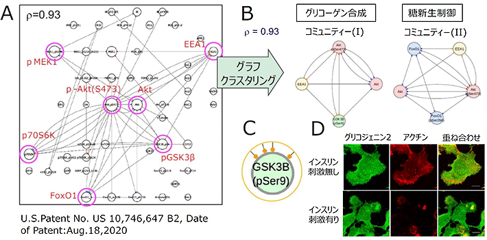 図2 インスリン刺激肝臓細胞での共変動ネットワーク ラット肝由来培養細胞・H4IIEC3細胞のインスリン刺激（60分）に同調して動くタンパク質群を共変動ネットワークで表した （A）。pAkt(Ser473)から多くの線（エッジ）が張られており、インスリンシグナル伝達を制御する重要な分子であることが分かる。また、グラフクラスタリング法によって、つながりの強い分子群からなるコミュニティーを抽出した（B）。サブノード情報（C、黄色はアクチンドメイン領域を示す）から、アクチンドメインがグリコーゲン合成酵素類を一過性に集積させて機能させる「ハブ｣であることが分かった（D）。