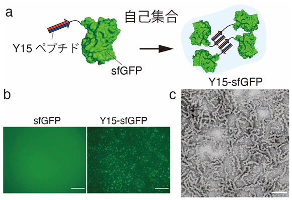 図1 Y15ペプチドをタグ付けしたY15-sfGFPの試験管内での集合化評価 （a）Y15-sfGFP蛋白質の自己集合化 （b）蛋白質溶液の蛍光顕微鏡での観察画像（Scale bar=100 µm） （c）Y15-sfGFPの透過型電子顕微鏡（TEM）観察（Scale bar=100 nm）