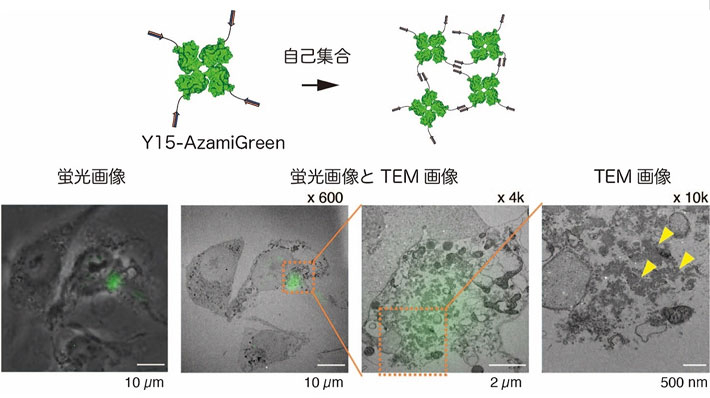 図2 Y15ペプチドをタグ付けした蛋白質Y15-AGにより、細胞内で構成された蛋白質集合体 