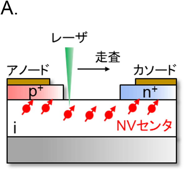 NVセンタを内包する横型ダイヤモンドp-i-nダイオード。レーザを走査しながら電気的信号を検出することで拡散長を評価した。