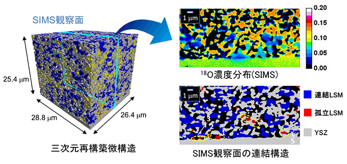 図2 SOFC空気極の酸素同位体分布と断面連結構造の比較 