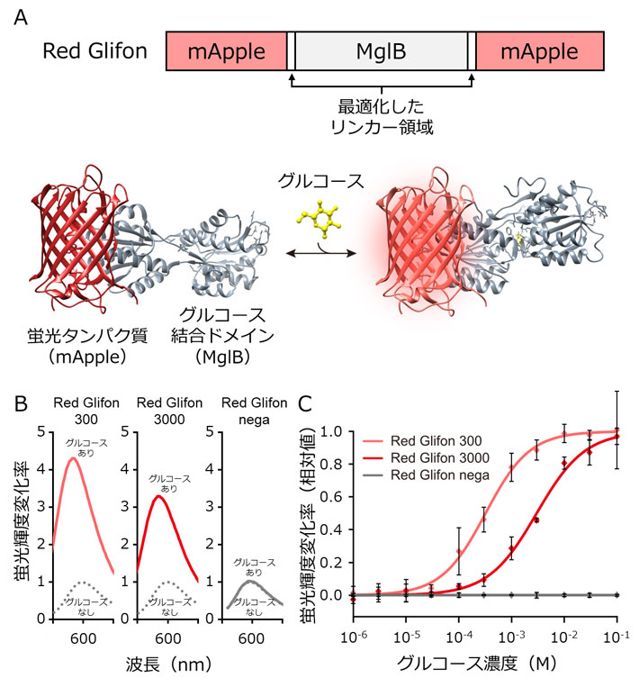 図1. Red Glifonの構造模式図とその性質。