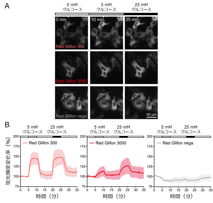 図2. Red Glifonを用いた細胞内グルコース動態の可視化実験。