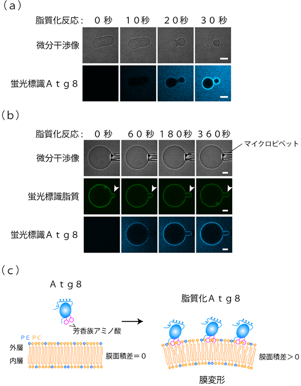 図1. 脂質化Atg8の膜変形活性