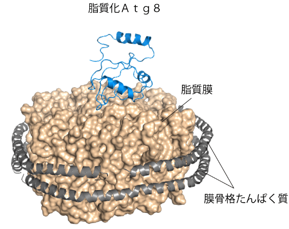 図2 脂質化Atg8の構造 膜骨格たんぱく質を利用して脂質膜を可溶化し、そこに脂質化Atg8を再構成することで、溶液NMR法による解析を可能にした。その結果、脂質化Atg8は膜上において図のような配向を取り、脂質膜表面と相互作用することが明らかとなった。脂質化Atg8および膜骨格たんぱく質をリボン図、脂質膜を表面表示でそれぞれ示した。