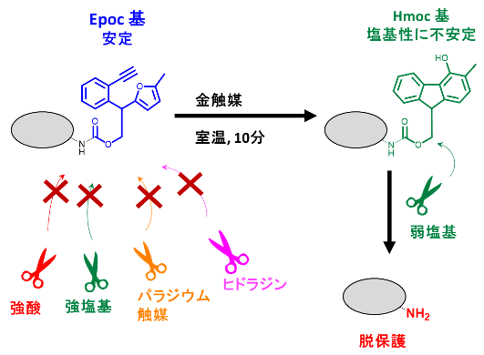 金触媒によって"変身"できるEpoc保護基の開発